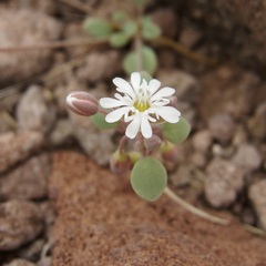 Drymaria holosteoides