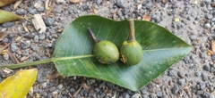 Ficus beddomei
