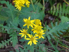 Senecio eremophilus