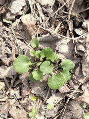 Ranunculus abortivus