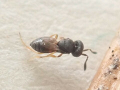 Scelioninae