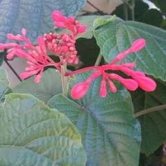 Clerodendrum splendens