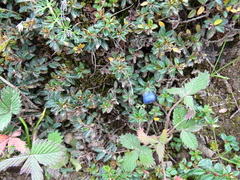 Gaultheria trichophylla