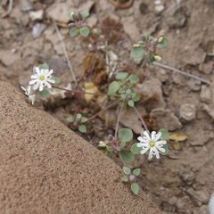 Drymaria holosteoides