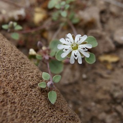 Drymaria holosteoides
