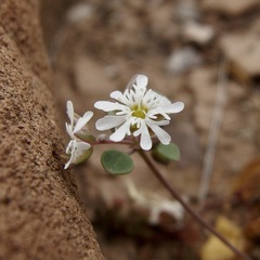 Drymaria holosteoides