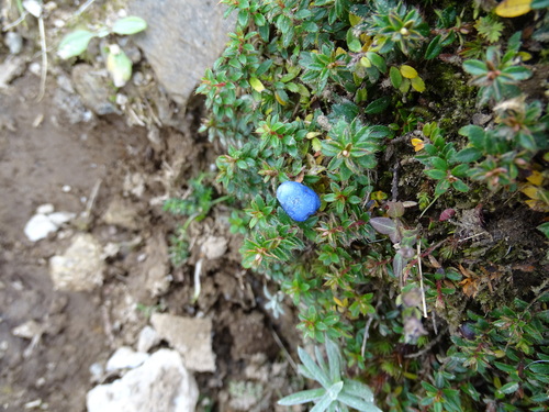 Image of Gaultheria trichophylla by (c) Sandipan Das, some rights reserved (CC BY)