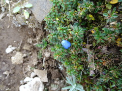 Gaultheria trichophylla