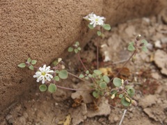 Drymaria holosteoides
