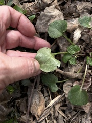 Ranunculus abortivus