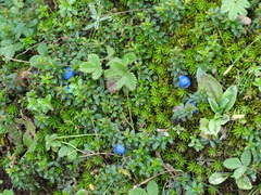 Gaultheria trichophylla