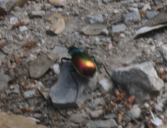 Calosoma sycophanta