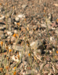 Bebbia juncea