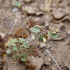 Drymaria holosteoides