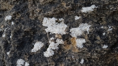 Lecanora rupicola