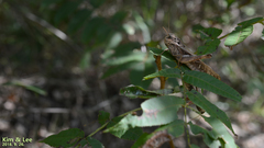 Gastrimargus marmoratus