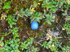 Gaultheria trichophylla