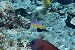 Pomacentrus amboinensis