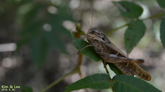 Gastrimargus marmoratus