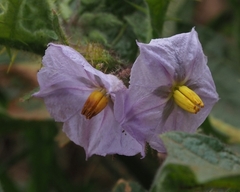 Solanum linnaeanum