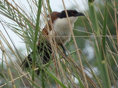 Centropus cupreicaudus