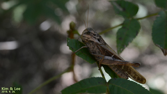 Gastrimargus marmoratus