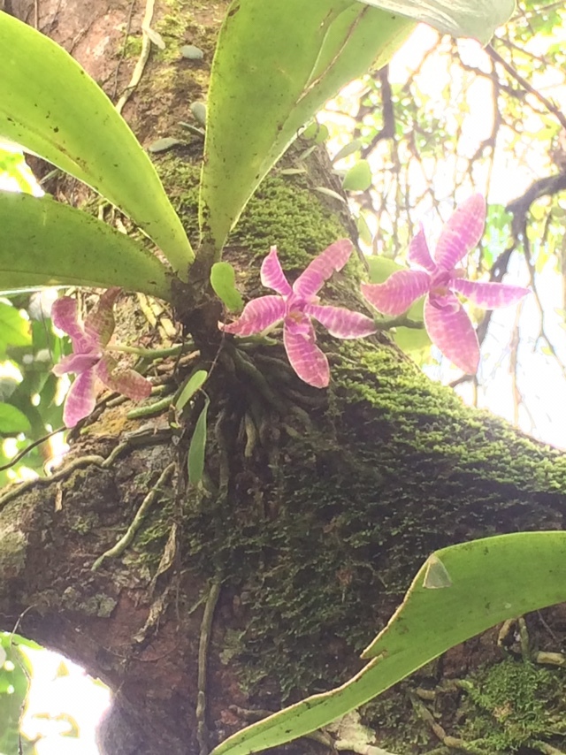 Imagem de Orquídea-borboleta