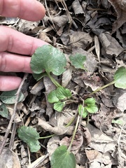 Ranunculus abortivus