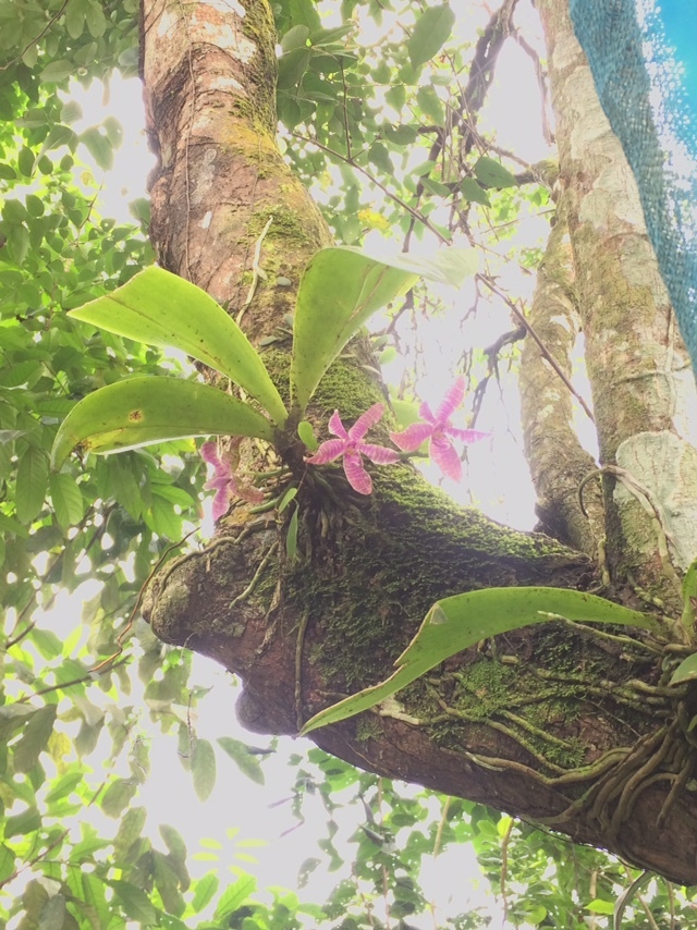 Imagem de Orquídea-borboleta