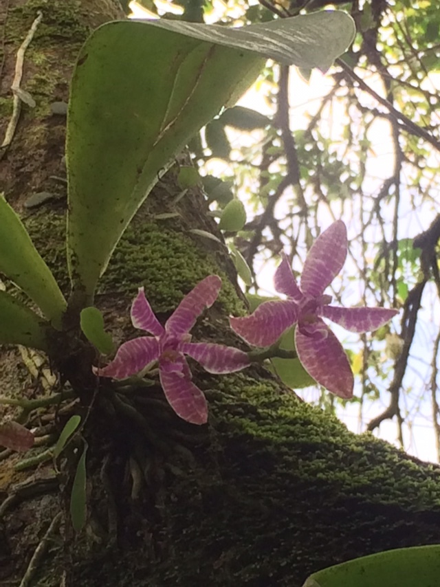 Imagem de Orquídea-borboleta