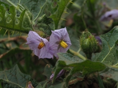 Solanum linnaeanum