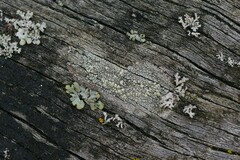 Trapeliopsis granulosa