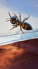 Elaphroptera