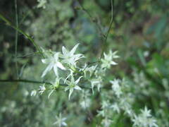 Stenanthium diffusum