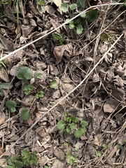 Ranunculus abortivus