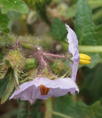 Solanum linnaeanum