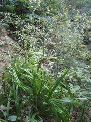 Stenanthium diffusum