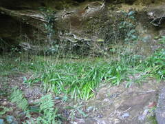 Stenanthium diffusum