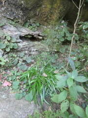 Stenanthium diffusum