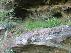 Stenanthium diffusum