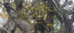 Medinilla anamalaiana
