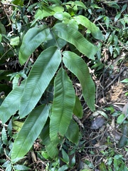 Diplazium donianum