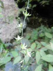 Stenanthium diffusum