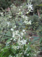 Stenanthium diffusum