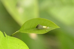 Graphium agamemnon