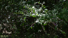 Callicarpa dichotoma