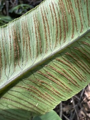 Diplazium donianum