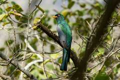Trogon mesurus