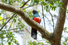 Trogon mesurus