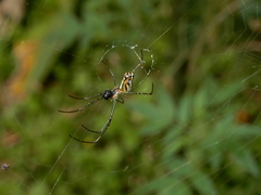 Leucauge blanda